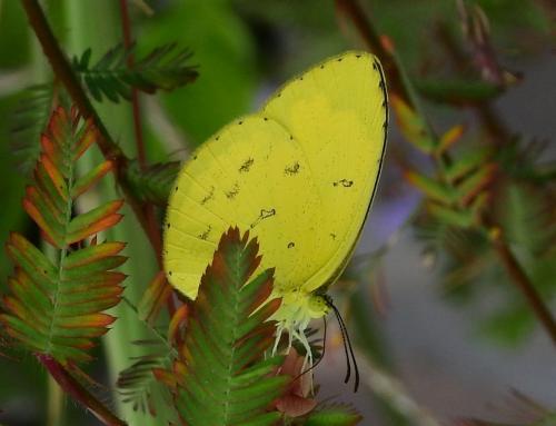 Réf. 200 152 : Eurema hecabe
